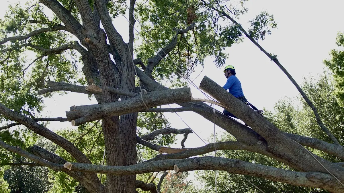 Professional Crown Thinning performed by certified arborists in Entriken